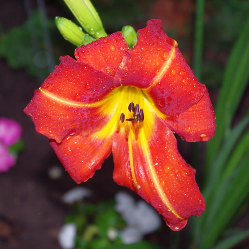 Hemerocallis Cherry Cheeks